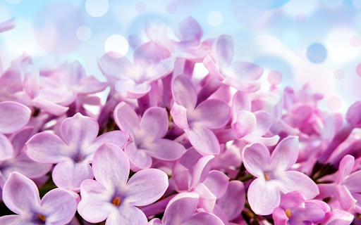 A Breath of Spring from Chrome web store to be run with OffiDocs Chromium online A Breath of Spring from Chrome web store to be run with OffiDocs Chromium online