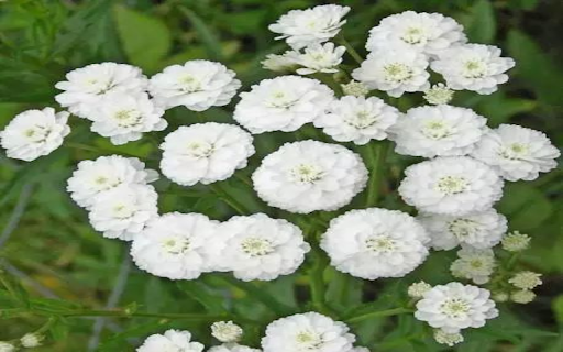 Achillea ptarmica flower wallpaper from Chrome web store to be run with OffiDocs Chromium online Achillea ptarmica flower wallpaper from Chrome web store to be run with OffiDocs Chromium online