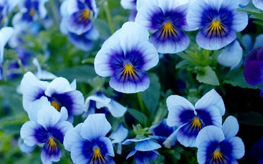 A Harmony of Violet and White Violas from Chrome web store to be run with OffiDocs Chromium online A Harmony of Violet and White Violas from Chrome web store to be run with OffiDocs Chromium online