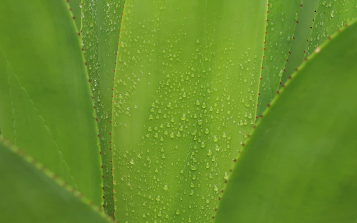Aloe vera branches from Chrome web store to be run with OffiDocs Chromium online Aloe vera branches from Chrome web store to be run with OffiDocs Chromium online