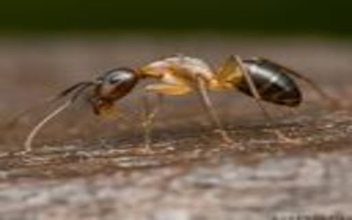 ant wallpaper from Chrome web store to be run with OffiDocs Chromium online ant wallpaper from Chrome web store to be run with OffiDocs Chromium online