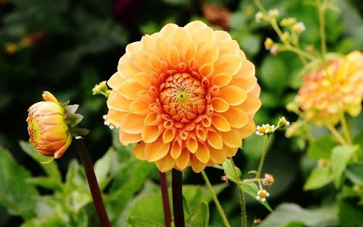 A Spherical Spectacle of Dahlia from Chrome web store to be run with OffiDocs Chromium online A Spherical Spectacle of Dahlia from Chrome web store to be run with OffiDocs Chromium online