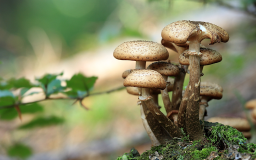 Beautiful little mushroom bush from Chrome web store to be run with OffiDocs Chromium online Beautiful little mushroom bush from Chrome web store to be run with OffiDocs Chromium online