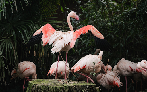 Beautiful Pink Cranes from Chrome web store to be run with OffiDocs Chromium online Beautiful Pink Cranes from Chrome web store to be run with OffiDocs Chromium online
