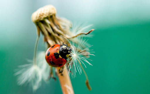 Beetles from Chrome web store to be run with OffiDocs Chromium online Beetles from Chrome web store to be run with OffiDocs Chromium online