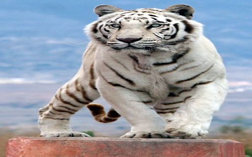 big white tiger wallpaper from Chrome web store to be run with OffiDocs Chromium online big white tiger wallpaper from Chrome web store to be run with OffiDocs Chromium online