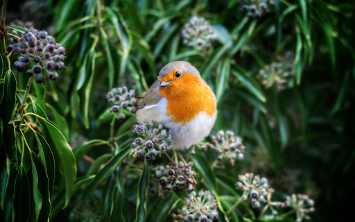 Birds eat fruit from Chrome web store to be run with OffiDocs Chromium online Birds eat fruit from Chrome web store to be run with OffiDocs Chromium online