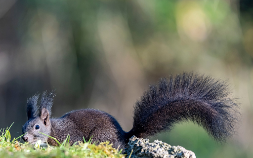 Black Squirrel from Chrome web store to be run with OffiDocs Chromium online Black Squirrel from Chrome web store to be run with OffiDocs Chromium online