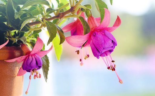 Blooming flower pots from Chrome web store to be run with OffiDocs Chromium online Blooming flower pots from Chrome web store to be run with OffiDocs Chromium online