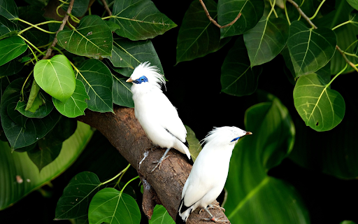 blue eyed birds from Chrome web store to be run with OffiDocs Chromium online blue eyed birds from Chrome web store to be run with OffiDocs Chromium online