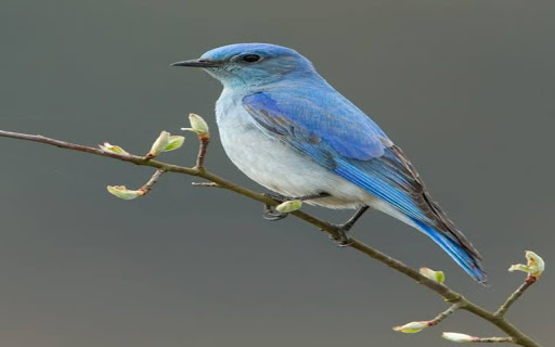 blue feather bird wallpaper from Chrome web store to be run with OffiDocs Chromium online blue feather bird wallpaper from Chrome web store to be run with OffiDocs Chromium online