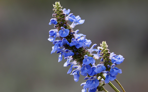 blue flower branches from Chrome web store to be run with OffiDocs Chromium online blue flower branches from Chrome web store to be run with OffiDocs Chromium online