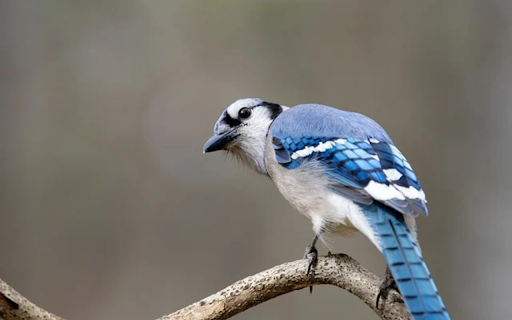 BLUEJAY Theme from Chrome web store to be run with OffiDocs Chromium online BLUEJAY Theme from Chrome web store to be run with OffiDocs Chromium online