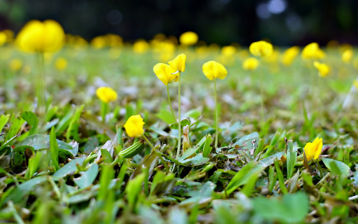 Bright flowers and grass from Chrome web store to be run with OffiDocs Chromium online Bright flowers and grass from Chrome web store to be run with OffiDocs Chromium online