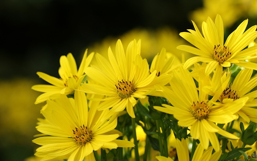 Bright yellow flower bouquet from Chrome web store to be run with OffiDocs Chromium online Bright yellow flower bouquet from Chrome web store to be run with OffiDocs Chromium online