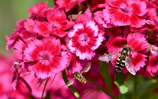 Butterfly and bee flowers from Chrome web store to be run with OffiDocs Chromium online Butterfly and bee flowers from Chrome web store to be run with OffiDocs Chromium online