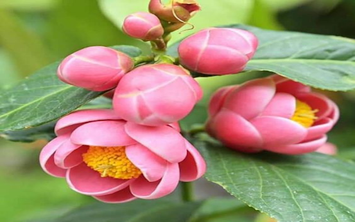 Camellia flower wallpaper from Chrome web store to be run with OffiDocs Chromium online Camellia flower wallpaper from Chrome web store to be run with OffiDocs Chromium online
