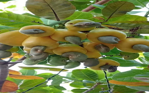 cashew tree wallpaper from Chrome web store to be run with OffiDocs Chromium online cashew tree wallpaper from Chrome web store to be run with OffiDocs Chromium online