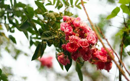 climbing rose from Chrome web store to be run with OffiDocs Chromium online climbing rose from Chrome web store to be run with OffiDocs Chromium online