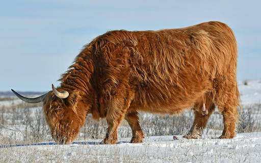 Cold area cow from Chrome web store to be run with OffiDocs Chromium online Cold area cow from Chrome web store to be run with OffiDocs Chromium online