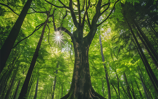 Cool Green Forest At Movie2k from Chrome web store to be run with OffiDocs Chromium online Cool Green Forest At Movie2k from Chrome web store to be run with OffiDocs Chromium online