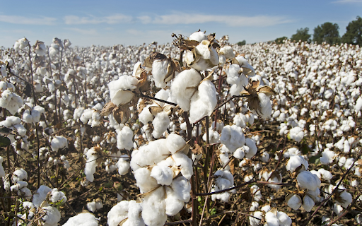 Cotton garden from Chrome web store to be run with OffiDocs Chromium online Cotton garden from Chrome web store to be run with OffiDocs Chromium online