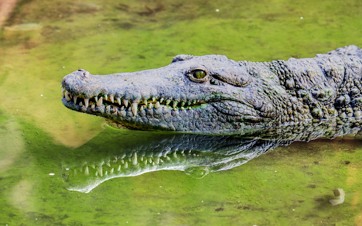 Crocodile with sharp teeth and eyes from Chrome web store to be run with OffiDocs Chromium online Crocodile with sharp teeth and eyes from Chrome web store to be run with OffiDocs Chromium online