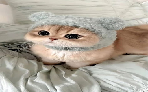 cute cat wallpaper soft fur from Chrome web store to be run with OffiDocs Chromium online cute cat wallpaper soft fur from Chrome web store to be run with OffiDocs Chromium online