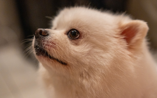 Cute Puppy from Chrome web store to be run with OffiDocs Chromium online Cute Puppy from Chrome web store to be run with OffiDocs Chromium online