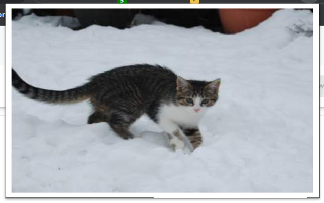 daily cats from Chrome web store to be run with OffiDocs Chromium online daily cats from Chrome web store to be run with OffiDocs Chromium online