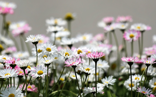 daisies from Chrome web store to be run with OffiDocs Chromium online daisies from Chrome web store to be run with OffiDocs Chromium online