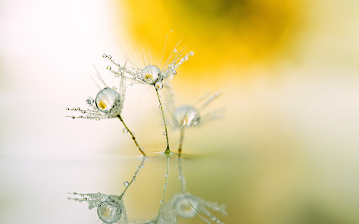 dandelion flowers condensing water from Chrome web store to be run with OffiDocs Chromium online dandelion flowers condensing water from Chrome web store to be run with OffiDocs Chromium online