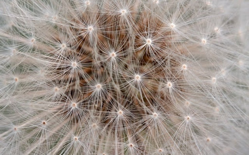 DANDELION Theme from Chrome web store to be run with OffiDocs Chromium online DANDELION Theme from Chrome web store to be run with OffiDocs Chromium online