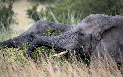 Dark Grey Elephants from Chrome web store to be run with OffiDocs Chromium online Dark Grey Elephants from Chrome web store to be run with OffiDocs Chromium online
