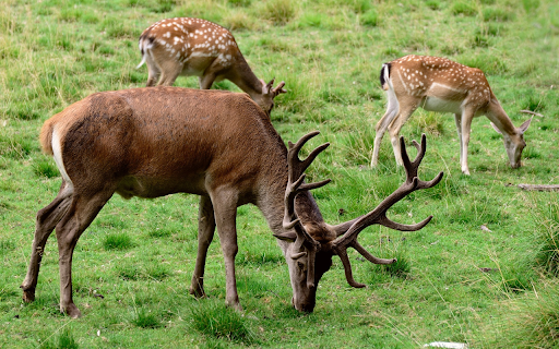 Deer and moose from Chrome web store to be run with OffiDocs Chromium online Deer and moose from Chrome web store to be run with OffiDocs Chromium online