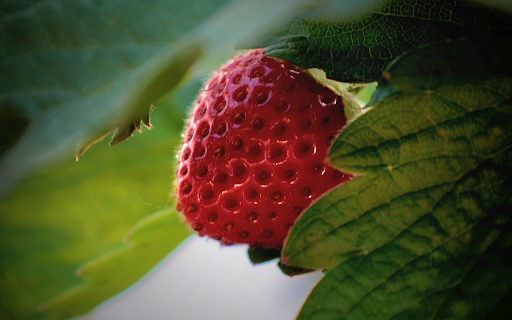 Delicious Wild Strawberries from Chrome web store to be run with OffiDocs Chromium online Delicious Wild Strawberries from Chrome web store to be run with OffiDocs Chromium online