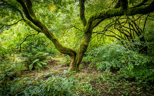 dense forest from Chrome web store to be run with OffiDocs Chromium online dense forest from Chrome web store to be run with OffiDocs Chromium online