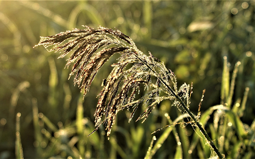 Dew and flowers in the sun from Chrome web store to be run with OffiDocs Chromium online Dew and flowers in the sun from Chrome web store to be run with OffiDocs Chromium online