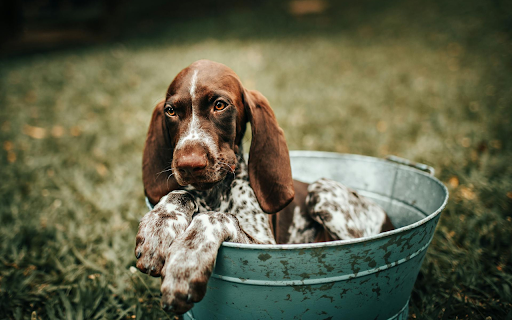 Dog in the Bucket from Chrome web store to be run with OffiDocs Chromium online Dog in the Bucket from Chrome web store to be run with OffiDocs Chromium online