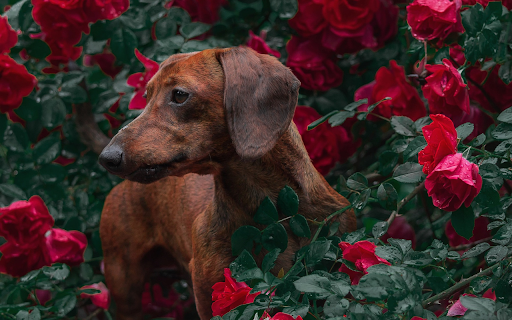 Dogs love flowers from Chrome web store to be run with OffiDocs Chromium online Dogs love flowers from Chrome web store to be run with OffiDocs Chromium online