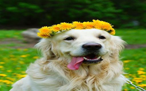 Dog wearing a wreath wallpaper from Chrome web store to be run with OffiDocs Chromium online Dog wearing a wreath wallpaper from Chrome web store to be run with OffiDocs Chromium online