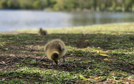 Ducklings on the river from Chrome web store to be run with OffiDocs Chromium online Ducklings on the river from Chrome web store to be run with OffiDocs Chromium online