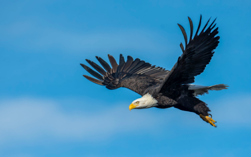 Eagle from Chrome web store to be run with OffiDocs Chromium online Eagle from Chrome web store to be run with OffiDocs Chromium online