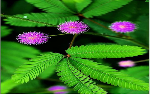 Embarrassed flower wallpaper from Chrome web store to be run with OffiDocs Chromium online Embarrassed flower wallpaper from Chrome web store to be run with OffiDocs Chromium online