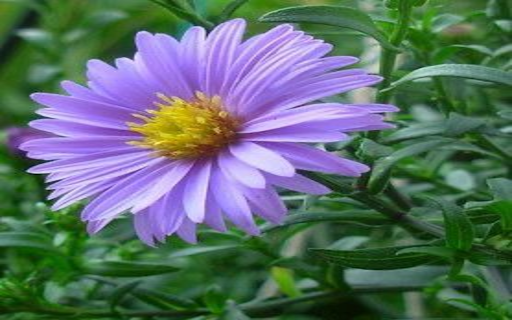 European Michaelmas Daisy wallpaper from Chrome web store to be run with OffiDocs Chromium online European Michaelmas Daisy wallpaper from Chrome web store to be run with OffiDocs Chromium online