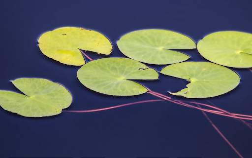 Floating Lily Pads on Dark Water from Chrome web store to be run with OffiDocs Chromium online Floating Lily Pads on Dark Water from Chrome web store to be run with OffiDocs Chromium online