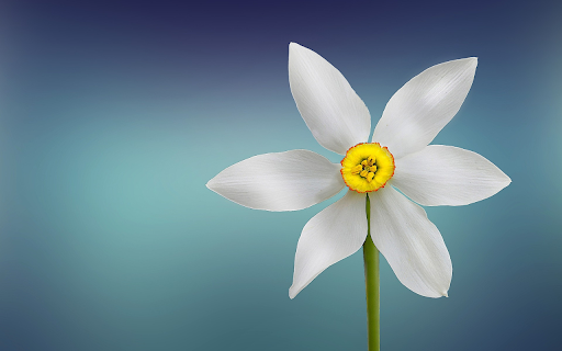 Flower behind the petals from Chrome web store to be run with OffiDocs Chromium online Flower behind the petals from Chrome web store to be run with OffiDocs Chromium online