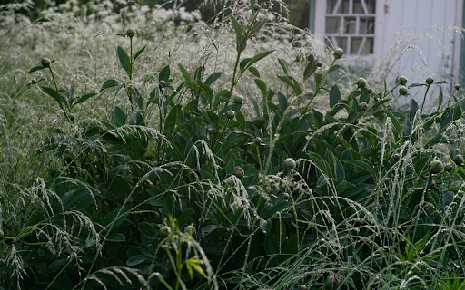 Flowers and Grass from Chrome web store to be run with OffiDocs Chromium online Flowers and Grass from Chrome web store to be run with OffiDocs Chromium online