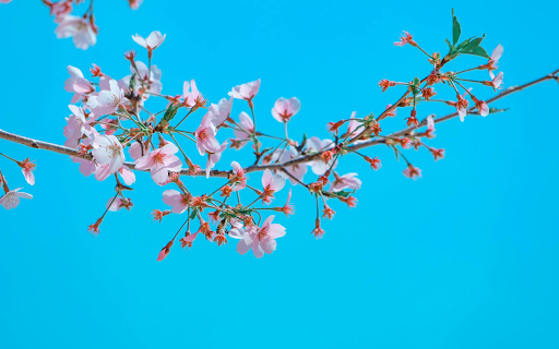 Flowers blooming from Chrome web store to be run with OffiDocs Chromium online Flowers blooming from Chrome web store to be run with OffiDocs Chromium online