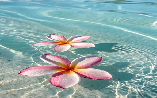 Flower wallpaper floating on water from Chrome web store to be run with OffiDocs Chromium online Flower wallpaper floating on water from Chrome web store to be run with OffiDocs Chromium online
